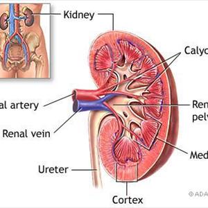 Difference Between Colchicine And Indomethacin - Cure Gout Symptoms With Doityourself Solution Regarding Gout